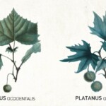 Espéce de Platane Platanus orientalis