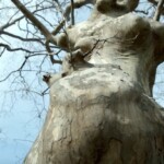 Arbre contaminé