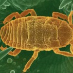 Insecte Invasif bugs